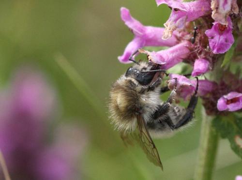 Bombus humilis